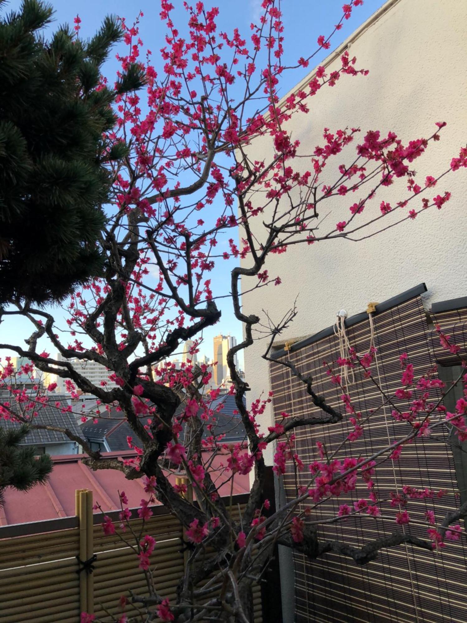 Shinjuku Shin-Okubo Japanese Style Inn Tokyo Exterior photo
